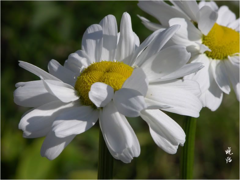 Shasta Daisy