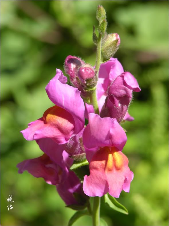 Snapdragon