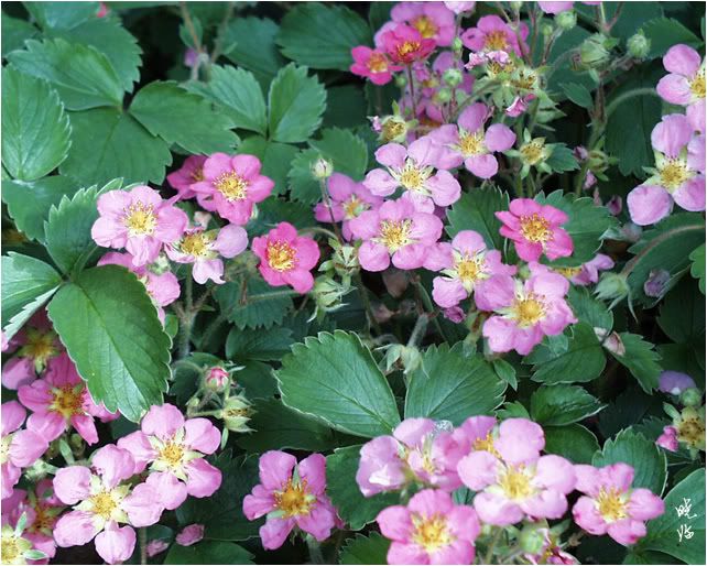 Strawberry“Pink Panda”