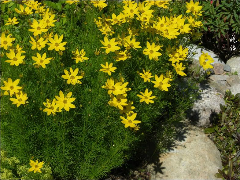Tickseed