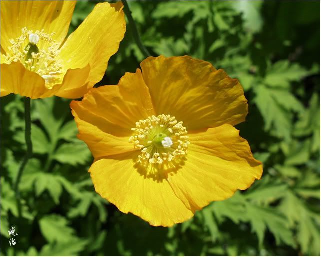 Welsh Poppy