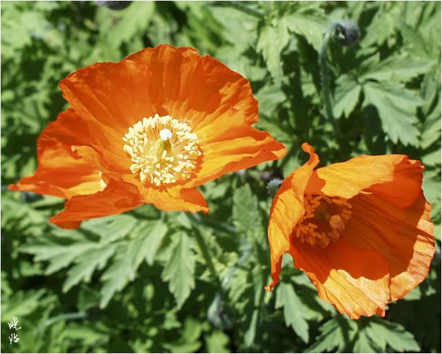 Welsh Poppy