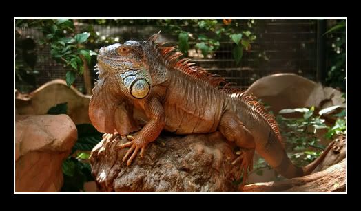 iguana1.jpg