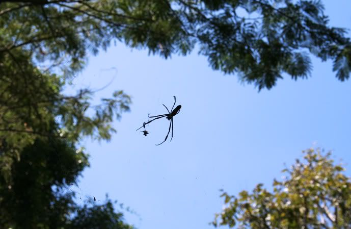 spider1.jpg