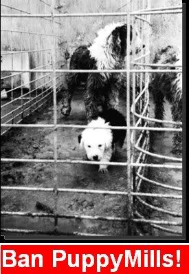 ban puppy mills Pictures,
Images and Photos