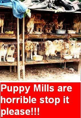 puppymills.jpg