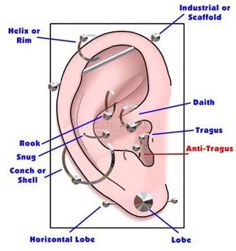Snake Ear Diagram