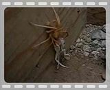 camel spider pictures
