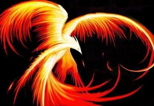 fire bird Pictures, Images and Photos