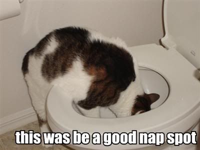 this-was-be-a-good-nap-spot.jpg