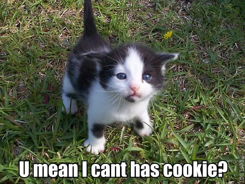 Cookie Kitty