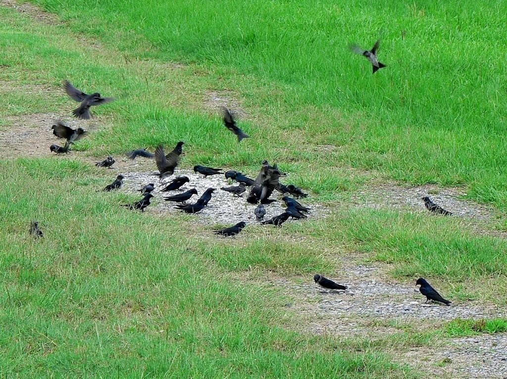 photos of purple martins eating egg shells purple martin photos of purple martins eating egg shells purple martin