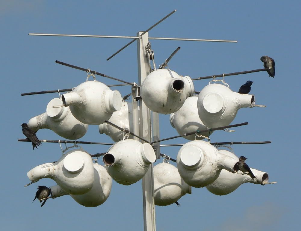 Photos Of Martins Using Gourds With PVC Couplers (Tunnels) Purple