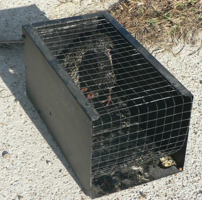 Outstanding PMCA Starling/House Sparrow Traps - Purple Martin Forum Sparrow Traps For Purple Martin Houses