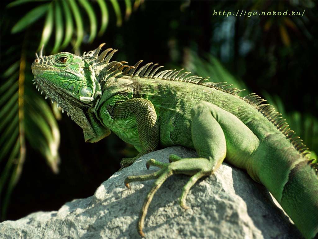 iguana wikipedia indonesia