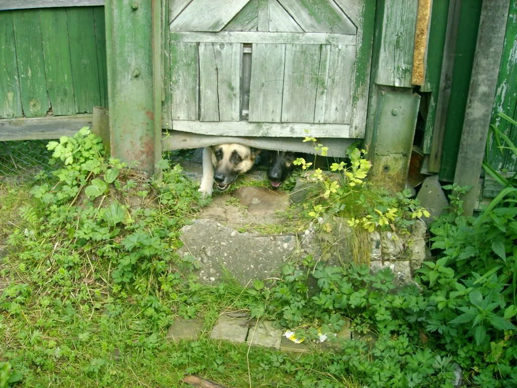 Dogs