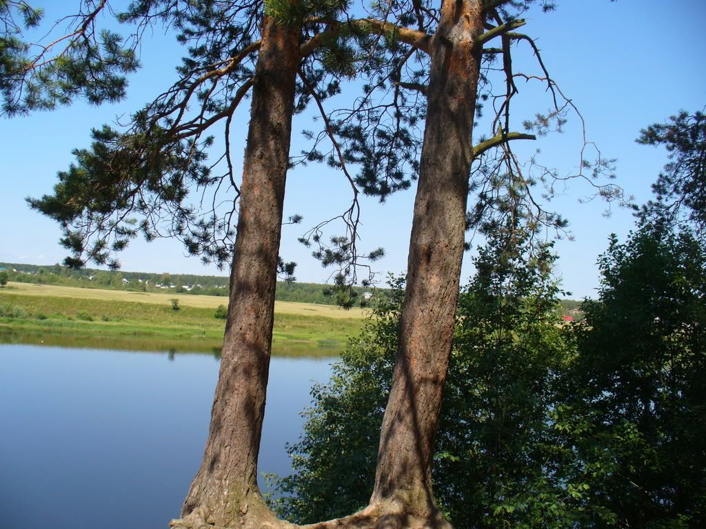Sosna1