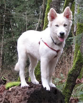 husky golden retriever