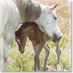 All Creatures Great and Small