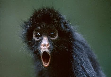 Happy Birthday Monkey!!!