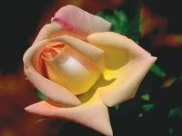 rose20.jpg