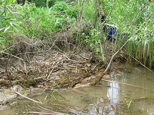 ecologizare delta dunarii 2009