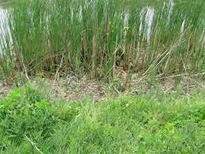 ecologizare delta dunarii 2009