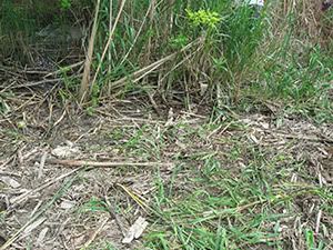 ecologizare delta dunarii 2009