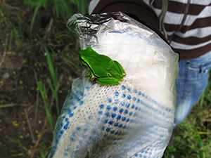 ecologizare delta dunarii 2009