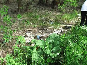 ecologizare delta dunarii 2009