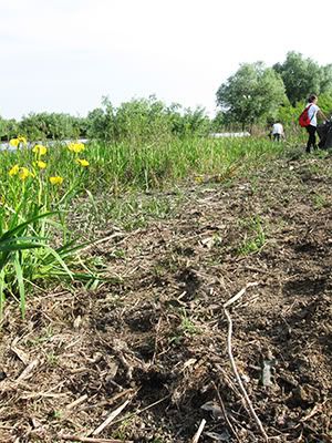 ecologizare delta dunarii 2009