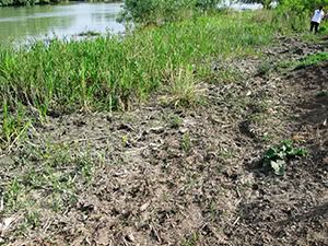 ecologizare delta dunarii 2009