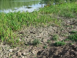 ecologizare delta dunarii 2009
