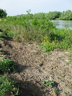 ecologizare delta dunarii 2009