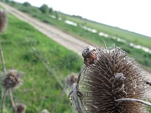 ecologizare delta dunarii 2009