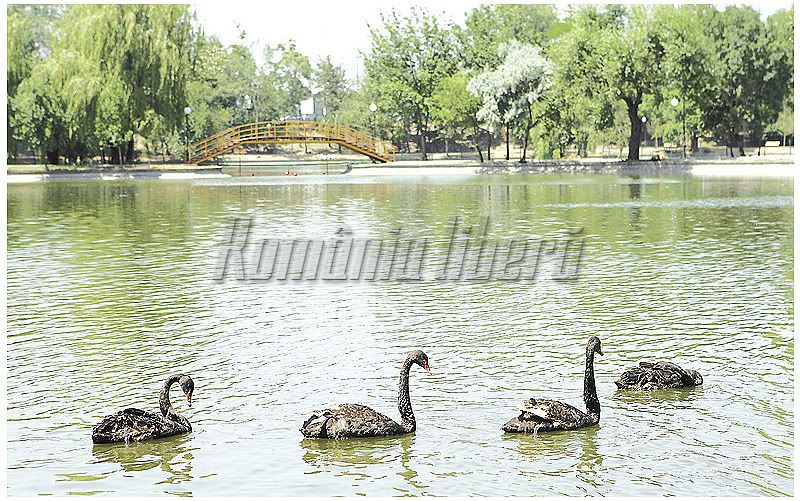 lebede pe parcul bordei
