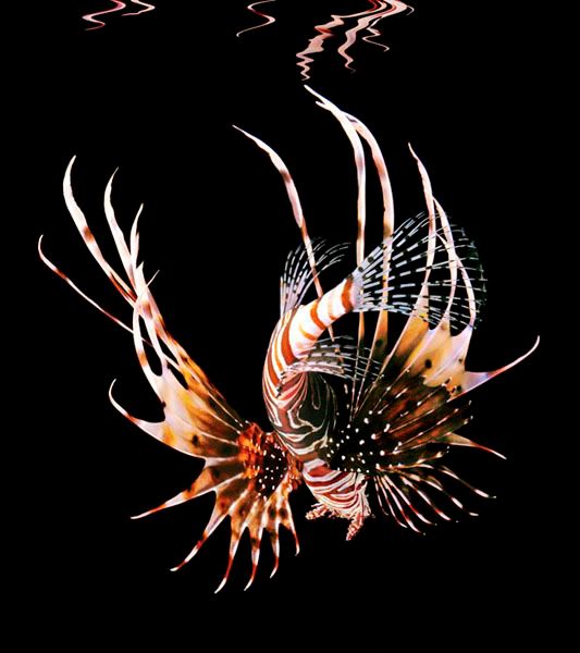 1183634580 lionfish1