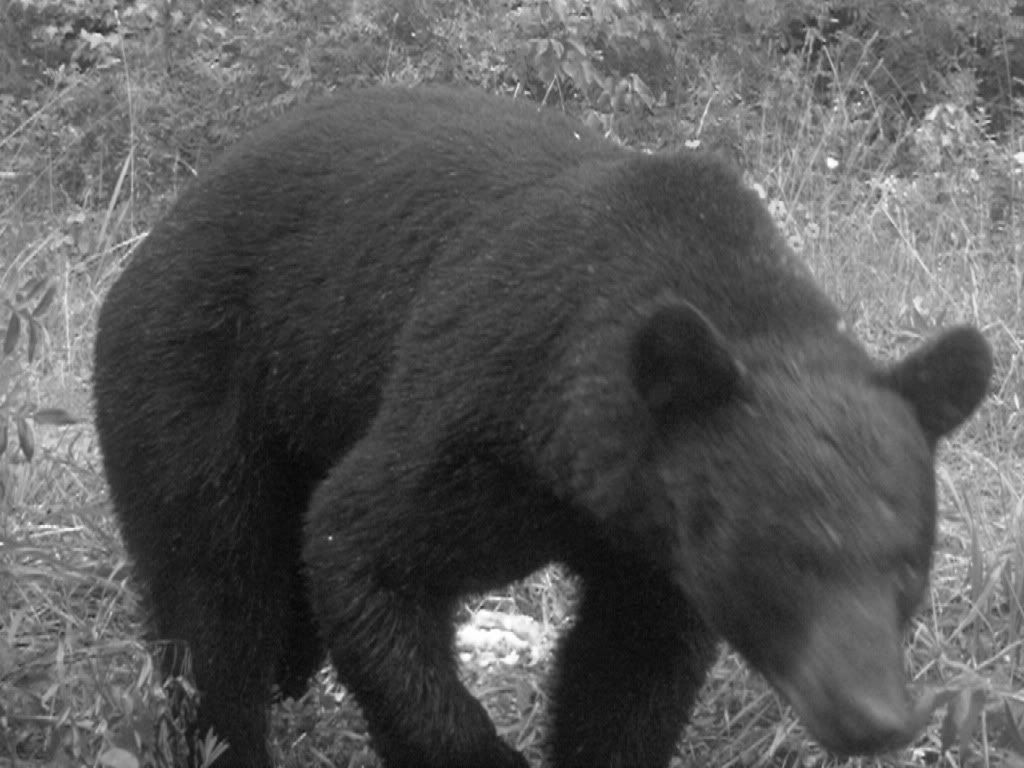 bear-6.jpg