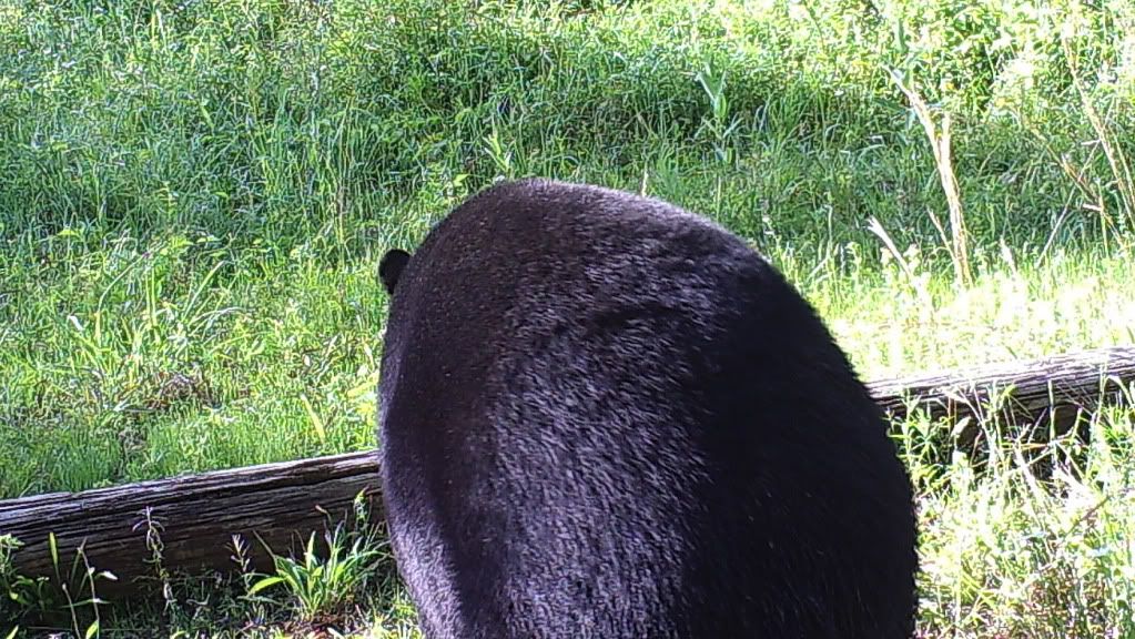 bear-butt.jpg