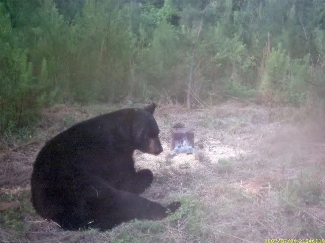 Need tips ASAP!  Black bear tried to break into my house last night. - Homesteading Questions
