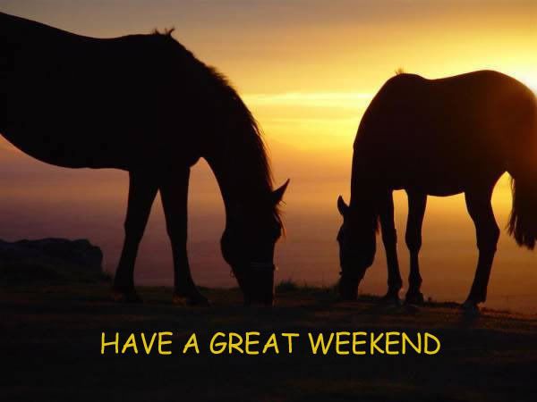 WEEKEND HORSES Pictures, Images and Photos