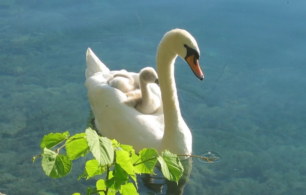 Cisne2web.jpg picture by alethia_04