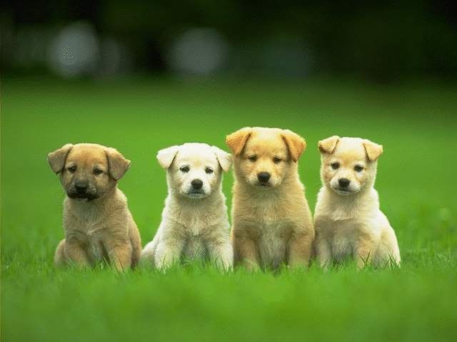 puppy wallpapers. of puppies wallpapers,