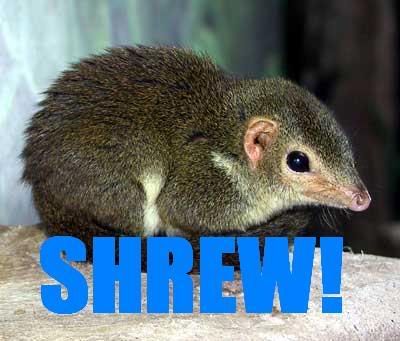 Shrew! Pictures, Images and Photos