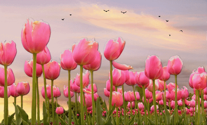 photo 44b3026b-e0fe-4cf0-b951-bf7fe5b0fed1.gif