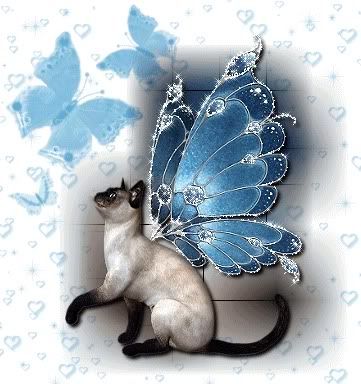 buttercat.jpg