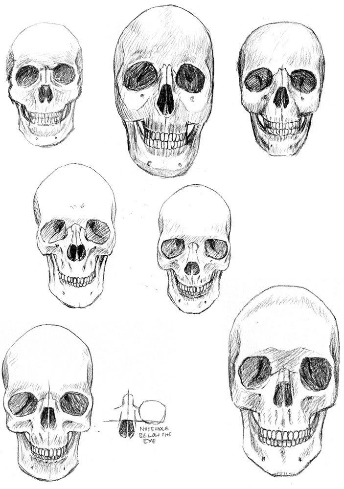 learning anatomy learning anatomy