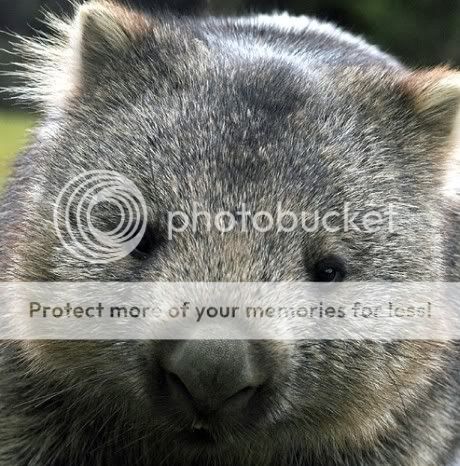 昆士兰毛吻袋熊图片