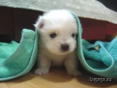 https://i198.photobucket.com/albums/aa178/Funky_Finny/1154989168_cute_animal_baby_02.jpg
