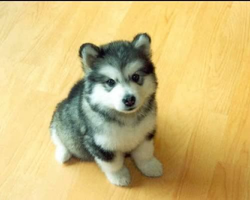 https://i198.photobucket.com/albums/aa178/Funky_Finny/1238103348951.jpg